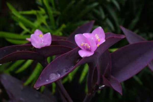 Purple Commelina
