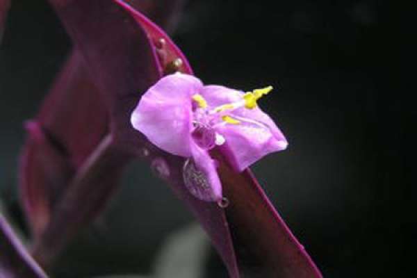 Purple Commelina