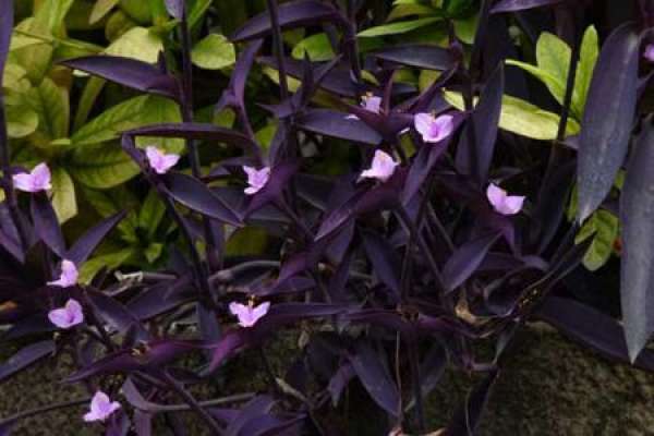 Purple Commelina