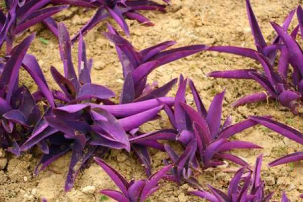 Purple Commelina
