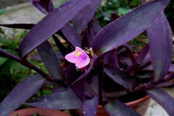 purple Commelina