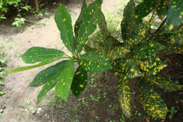 Variegated Wood