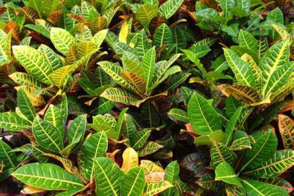 Variegated Wood
