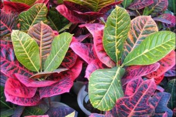 Variegated Wood