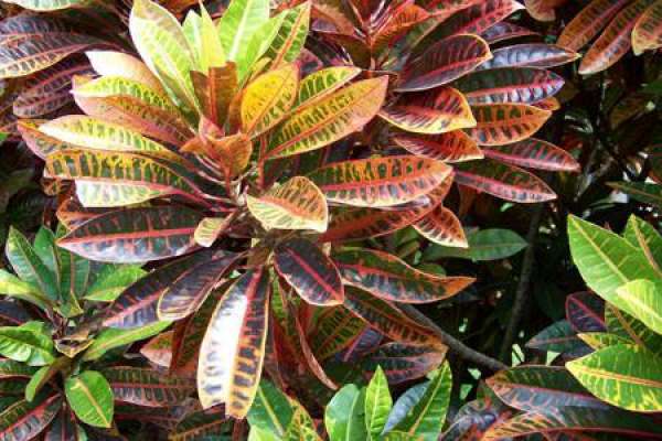 Variegated Wood