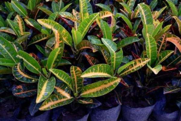 variegated wood