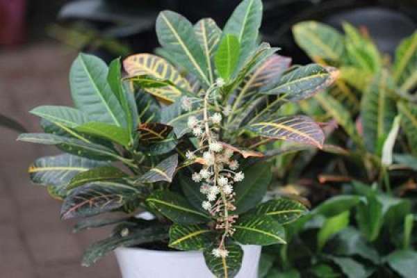 Variegated Wood