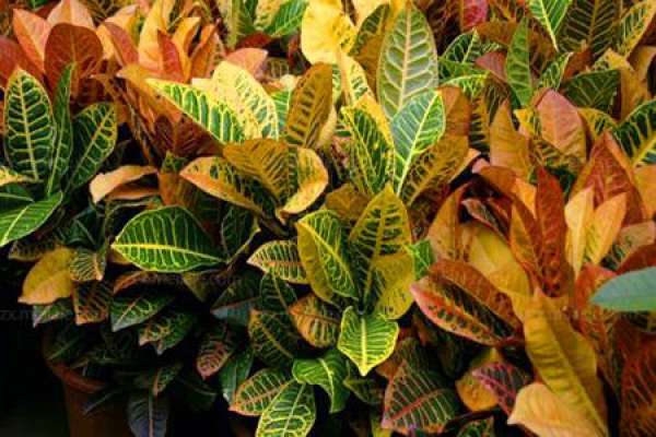 Variegated Wood