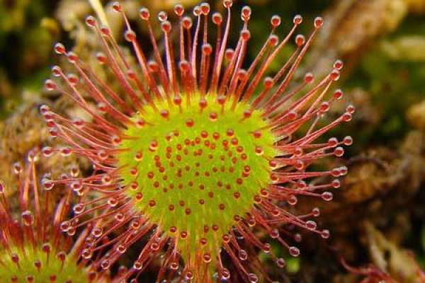 Sundew