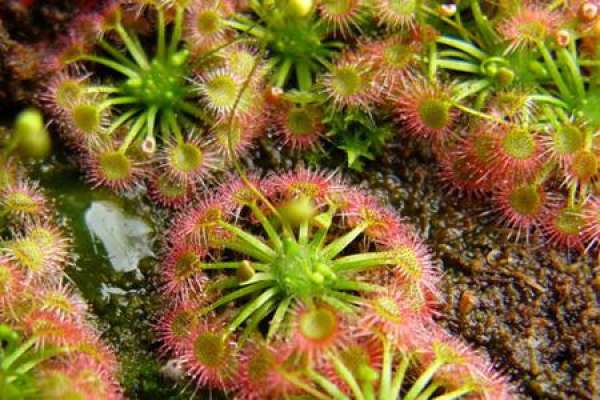 Sundew