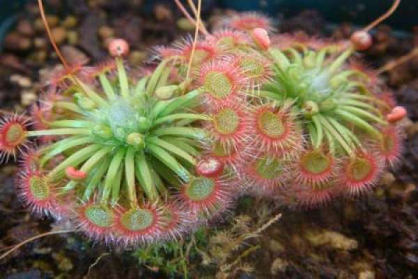 Sundew