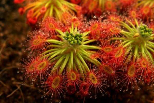 Sundew