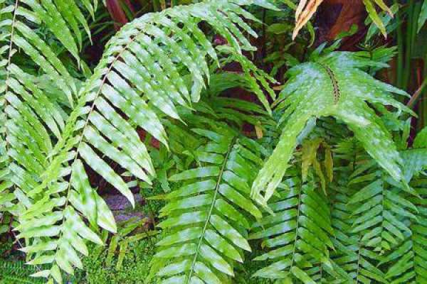 Nephrolepis