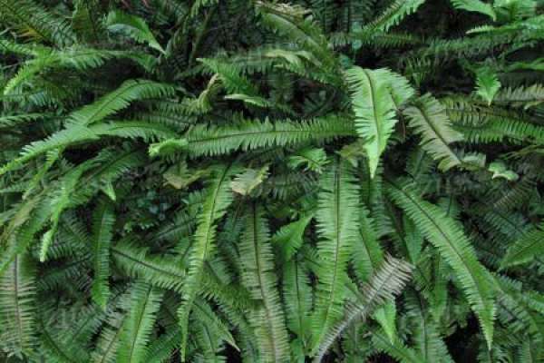 fern