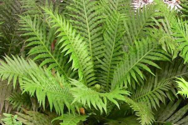 Nephrolepis