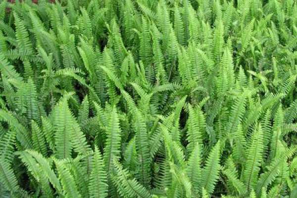 Nephrolepis