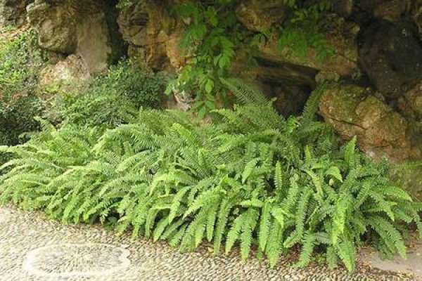 Nephrolepis