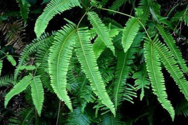 fern