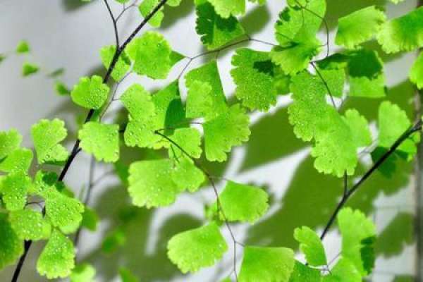 Maidenhair fern