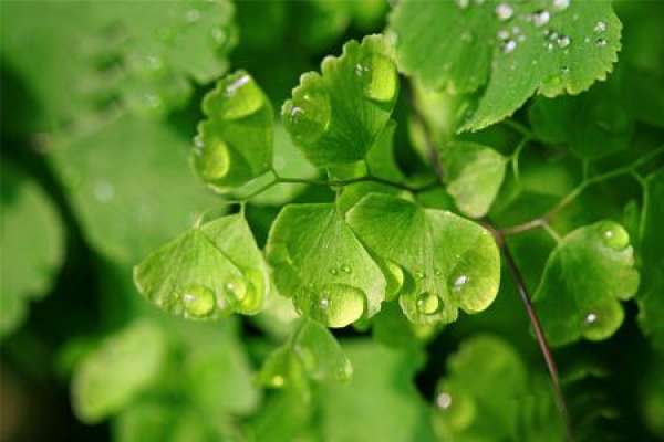 Maidenhair fern