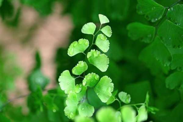 fern