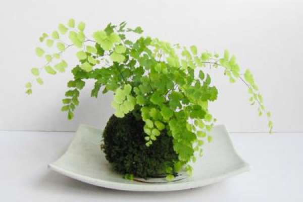 Maidenhair fern