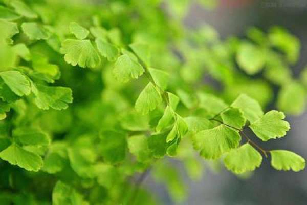 Maidenhair fern