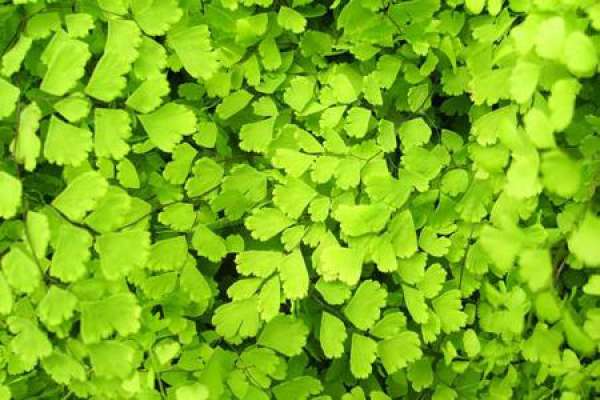 fern