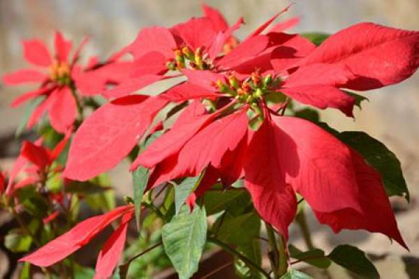 Euphorbia pulcherrima