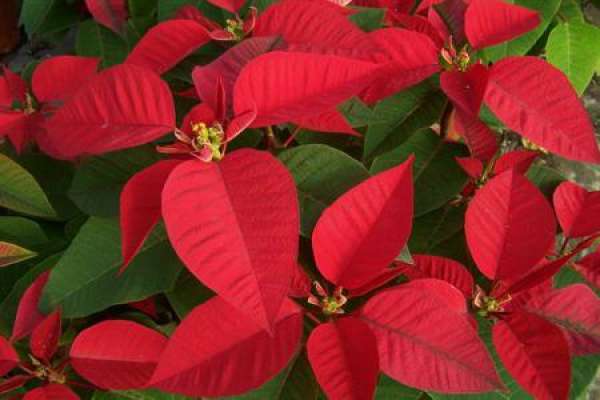 Euphorbia pulcherrima