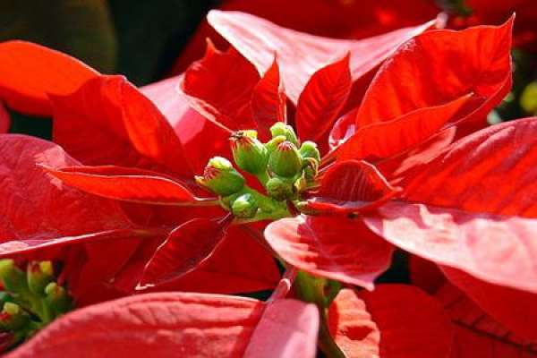 Poinsettia