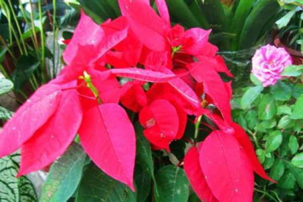 Euphorbia pulcherrima