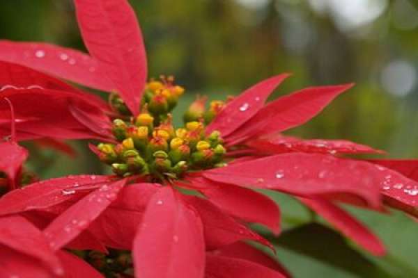 Poinsettia