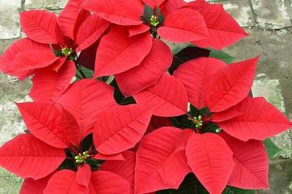 Euphorbia pulcherrima