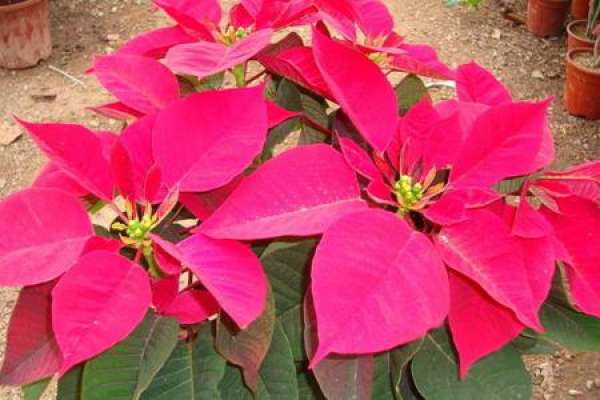 Euphorbia pulcherrima