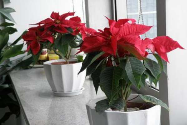 Poinsettia