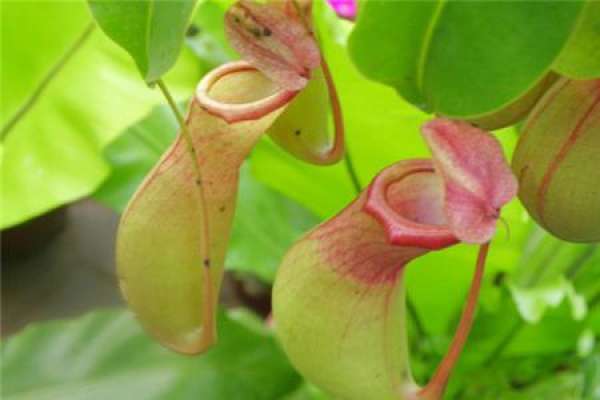 Nepenthes
