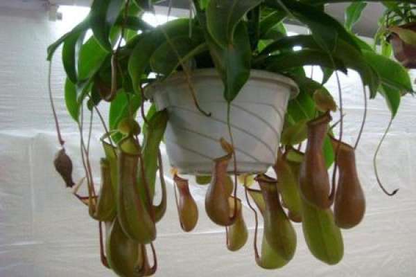 Nepenthes