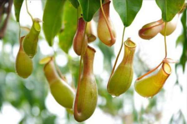 Nepenthes