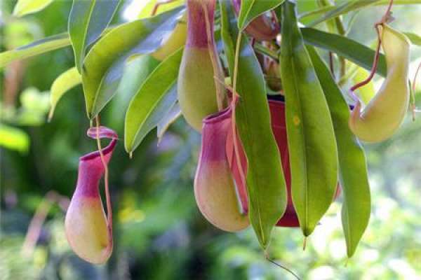 Nepenthes