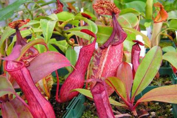 Nepenthes