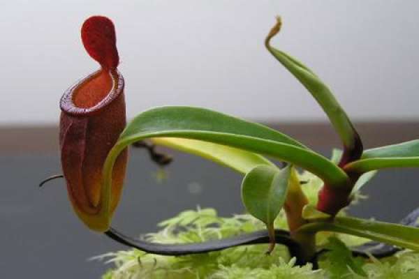 Nepenthes
