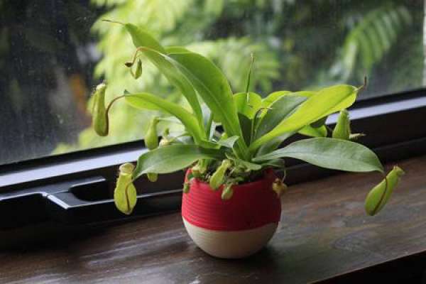 Nepenthes