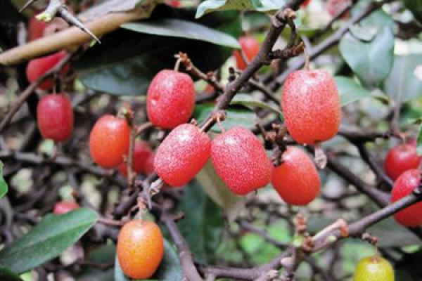 Elaeagnus Elaeagnus