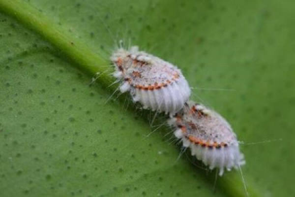 Elaeagnus Elaeagnus