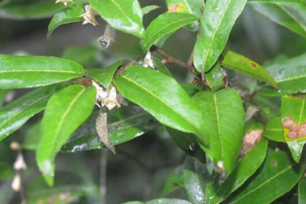 Elaeagnus