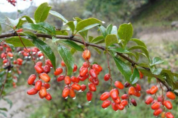 Elaeagnus