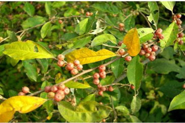 Elaeagnus