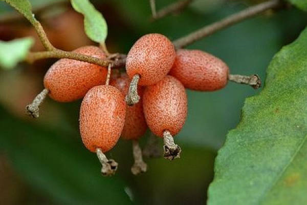 Elaeagnus