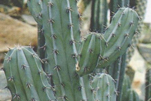 Dragon God Pillar Dragon God Pillar